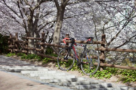 Foto de Una bicicleta se apoya casualmente contra una valla de madera, enmarcada por la delicada belleza de las flores de cerezo blanco en plena floración. - Imagen libre de derechos