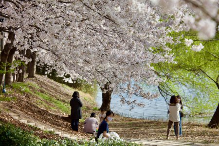 Photo for A group of people stand beneath a gentle shower of white cherry blossom petals by the lakeside, savoring the beauty of spring. - Royalty Free Image