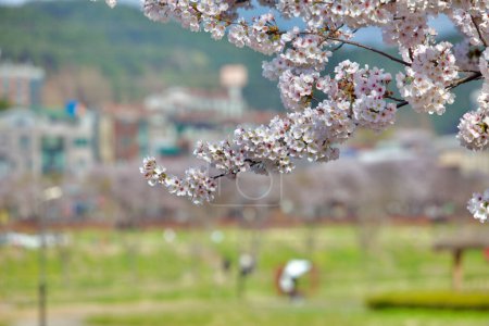 Photo for A detailed close-up of white cherry blossoms, set against a softly blurred park background, highlighting nature's delicate spring beauty. - Royalty Free Image