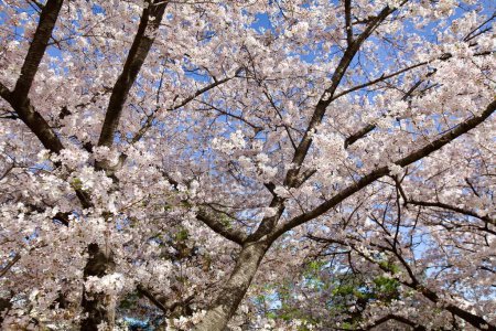 Photo for Ethereal white cherry blossom branches reach skyward, painting a serene picture against the clear blue backdrop. - Royalty Free Image