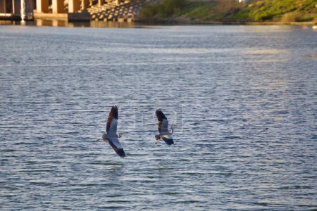 Foto de Capturando un momento sereno, dos grúas se deslizan con gracia justo encima de las tranquilas aguas del río Taehwa en Ulsan. - Imagen libre de derechos