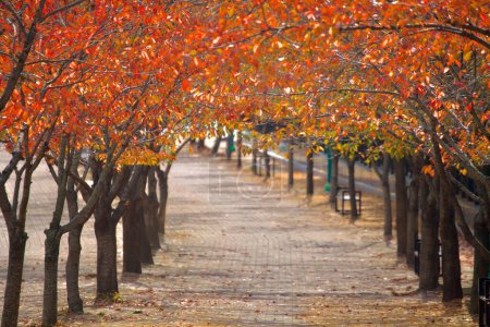 Photo for In Ulsan, a stunning canopy of red trees forms over a brick walking path, encapsulating the vibrant essence of fall. - Royalty Free Image