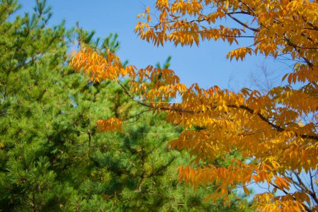 Foto de En el corazón de Ulsan, un impresionante contraste emerge con hojas de otoño de color amarillo brillante situadas sobre el telón de fondo siempreverde de los pinos, simbolizando la belleza única del otoño.. - Imagen libre de derechos