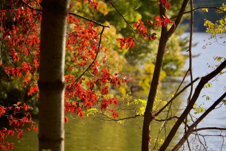 Téléchargez les photos : Une silhouette frappante d'un tronc d'arbre se dresse bien en évidence au premier plan, avec une toile de fond de feuilles d'automne rouges rayonnantes et un lac serein, créant une scène automnale captivante. - en image libre de droit