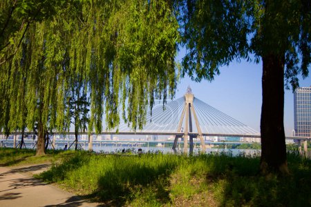 Téléchargez les photos : Séoul, Corée du Sud - 2 juin 2023 : Pont olympique vu à travers des arbres suspendus sur des chemins de terre dans le cadre tranquille du parc Gwangnaru Hangang. - en image libre de droit