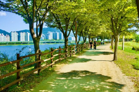 Photo for Hanam City, South Korea - October 1, 2023: A peaceful dirt walking path in Riverside Park, shaded by a green tree canopy, with the river and apartment buildings in the background. - Royalty Free Image