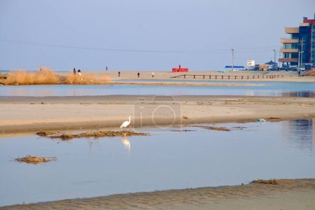 Samcheok City, Korea Południowa - 28 grudnia 2023: W wodach Deoksan Beach w pobliżu Deokbong Mountain brodzi ptak dźwig, z ludźmi cieszącymi się plażą i spokojnym morzem, a nadmorski ekologiczny szlak wieje obok.
