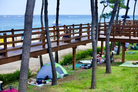 Téléchargez les photos : Gangneung City, Corée du Sud - 29 juillet 2019 : Une plate-forme de marche sereine s'étend sur une pelouse verte luxuriante à côté de la plage de Gyeongpo, avec des tentes de camping parsemées de pins et les eaux tranquilles de la mer de l'Est en arrière-plan. - en image libre de droit