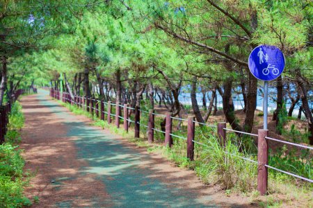 Gangneung City, South Korea - July 29th, 2019: A serene bike and walking path under the shade of green pine trees near Gyeongpo Beach, illuminated by sunlight, with pine needles scattered along the path.