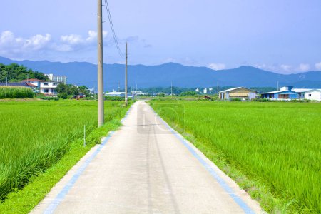 Téléchargez les photos : Comté de Goseong, Corée du Sud - 30 juillet 2019 : Un champ de riz luxuriant se déploie près du port de Gajin, flanqué de poteaux électriques à côté d'une piste cyclable marquée par des lignes bleues, avec des montagnes majestueuses montant en arrière-plan. - en image libre de droit