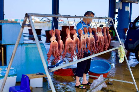 Téléchargez les photos : Comté de Goseong, Corée du Sud - 31 juillet 2019 : Un pêcheur prépare une pieuvre rouge fraîchement capturée, suspendue à des crochets sur un support triangulaire, les préparant pour la vente au marché local par une journée d'été brillante au port de Daejin. - en image libre de droit