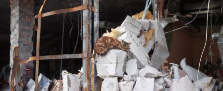 Téléchargez les photos : Le chat dort sur le fond d'un centre commercial en ruine. Conséquences des obus de mortier. Ukraine, région de Kiev, ville d'Irpin, 2022. - en image libre de droit