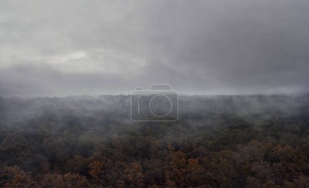 Téléchargez les photos : Forêt mystique brumeuse le matin d'automne avec ciel nuageux. - en image libre de droit