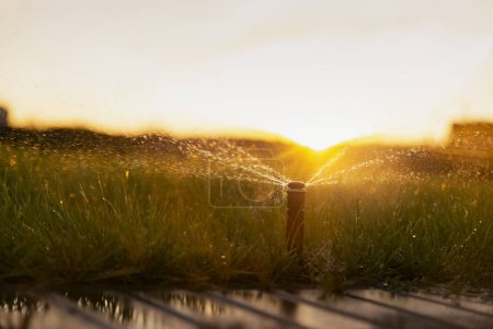 Automatisches Sprinklersystem zur Rasenbewässerung bei Sonnenuntergang.