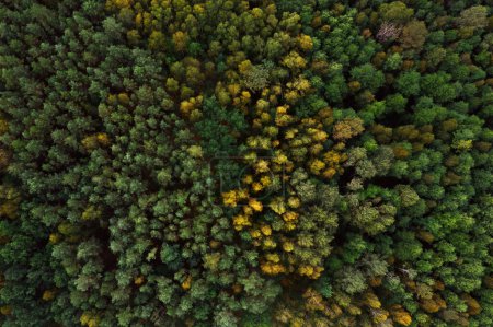 Aerial top view of autumn forest with colorful tree tops. Natural landscape background.