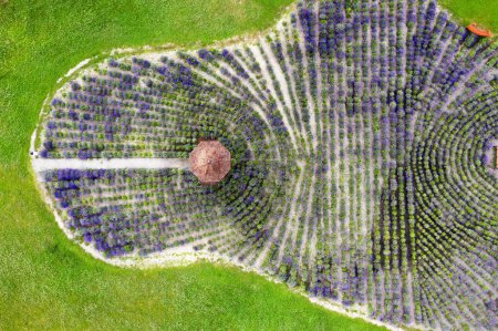 Field with blooming lavender flowers with gazebo in the park from aerial top view.