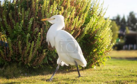 An albatross walks on the lawn against the background of a bush
