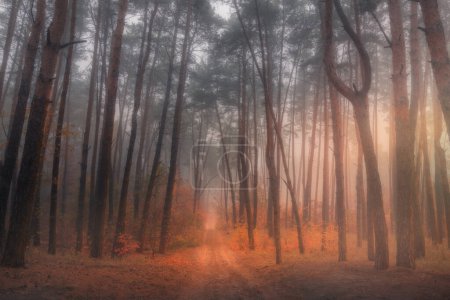 Ein märchenhafter Herbstwald im Nebel. Geheimnisvolles.