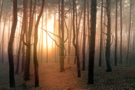 Sunlight breaks through the fog in the forest. Magical morning.