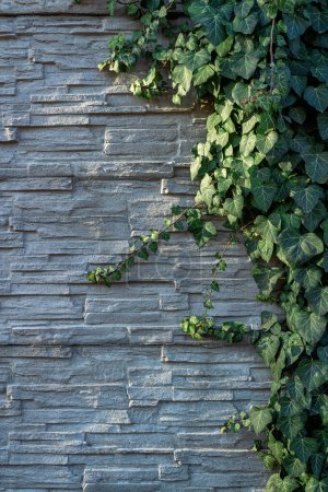 Ivy foliage on a decorative white slate stone wall.