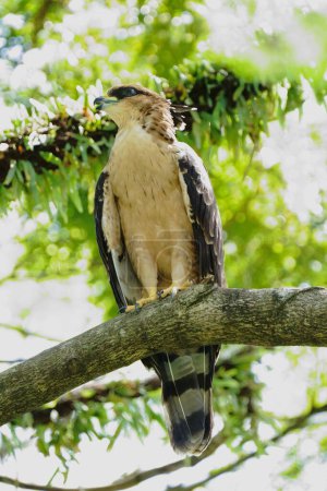 Crested Serpent Eagle resting on a branch