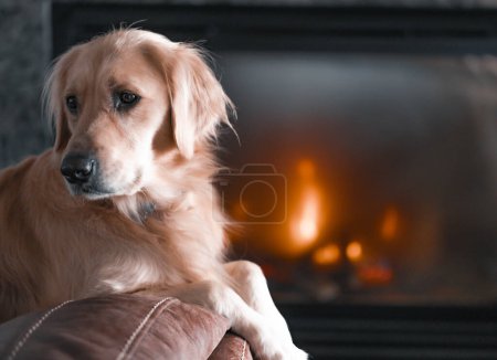 Purebred golden retriever sitting by a warm fireplace 