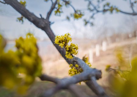 Close up yellow flowers of Cornus mas, the Cornelian cherry, European Cornel or dogwood. Spring season blooming tree