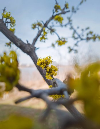 Gros plan fleurs jaunes de Cornus mas, la cerise cornaline, le maïs européen ou cornouiller. Printemps saison floraison arbre