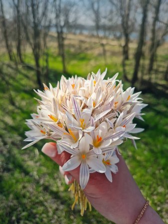 Woman hand holding a bunch of Crocus reticulatus flowers after picking the bouquet in the spring forest