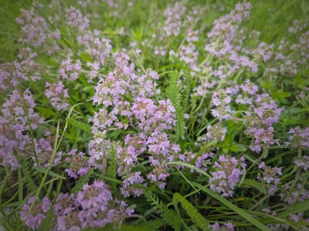 Blooming wild creeping thyme herb with pink blossoms. Thymus Serpyllum plant
