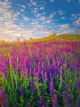 Picturesque summer scene in the meadow with blooming wild sage purple flowers. Fragrant Salvia nemorosa her