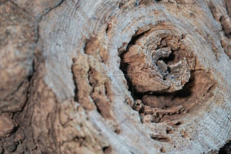 Foto de Ramas cortadas de un árbol grande, fotografía de cerca - Imagen libre de derechos