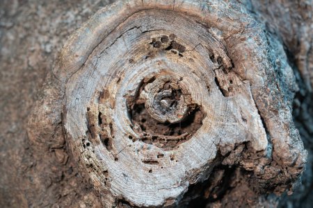 Foto de Ramas cortadas de un árbol grande, fotografía de cerca - Imagen libre de derechos