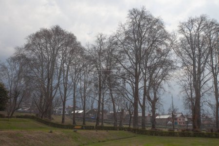A park in Srinagar, India, with large trees in the foreground, villages and large mountains in the background
