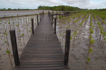 Newly planted mangrove trees and a wooden bridge in the area for conservation.