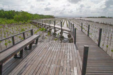 Newly planted mangrove trees and a wooden bridge in the area for conservation.