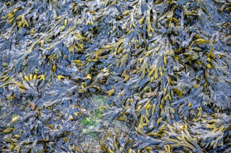 Photo for Frame filling close-up of primarily Fucus vesiculosus also known as bladder wrack, black tang, rockweed, sea grapes, bladder fucus, sea oak, cut weed, dyers fucus, red fucus or rock wrack seaweed - Royalty Free Image