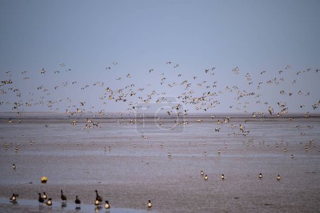 Troupeau de centaines de Tadorna tadorna ou de Tadorna tadorna survolant la mer des Wadden à marée basse un matin d'hiver près de Neuharlingersiel, en Allemagne, avec l'île de Spiekeroog visible au loin