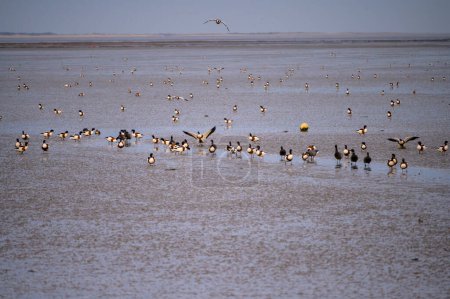 Gewöhnliche Enten und eine kleine Gruppe von Brent-Gänsen versammeln sich bei Ebbe in der Nähe eines Wasserkanals im Wattenmeer bei Neuharlingersiel, Deutschland, mit dem Ufer von Spiekeroog in der Ferne