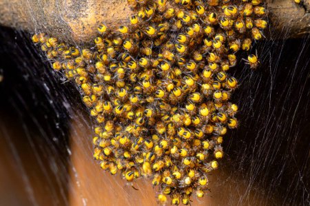 Nahaufnahme eines Nests mit Hunderten Araneus diadematus Spinnen, die als Gartenspinnen oder Kreuzspinnen bekannt sind.