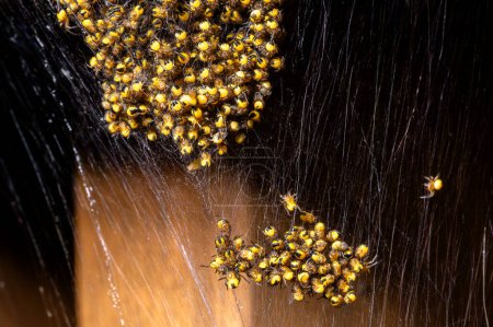 Cluster of hundreds of Araneus diadematus spiderlings also known as common garden spider or cross orbweaver in a web of thousands of strands of spider silk.