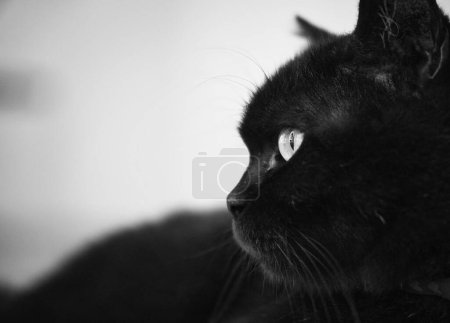 Téléchargez les photos : Gros plan latéral d'un visage de chat noir. Image en noir et blanc. - en image libre de droit