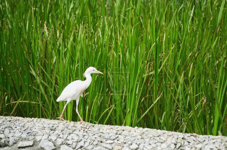 Téléchargez les photos : Oiseau aigrette blanc marchant près d'un champ d'herbe verte dans une volière. - en image libre de droit