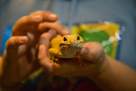 Téléchargez les photos : Gros plan d'une personne tenant et caressant un gecko, avec un fond flou bokeh. - en image libre de droit