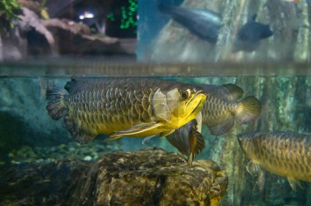 Téléchargez les photos : Arowana indonésien nage près de la surface de l'eau dans un aquarium avec des plantes, avec d'autres poissons arowana en arrière-plan. - en image libre de droit