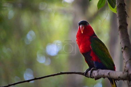 Lory bird perched on a branch. Blurred bokeh background.