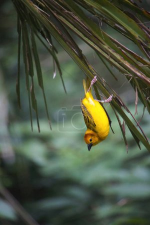 Téléchargez les photos : Un oiseau tisserand perché à l'envers sur une branche. Fond flou bokeh. - en image libre de droit