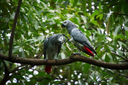 Two African Grey Parrots, also known as Congo Grey Parrot, perched on branch, scratching each other.