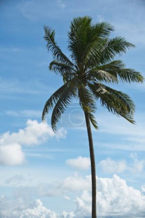 Foto de Árbol de coco balanceándose de ser soplado por el viento fuerte, con cielo azul y nubes blancas como fondo. - Imagen libre de derechos