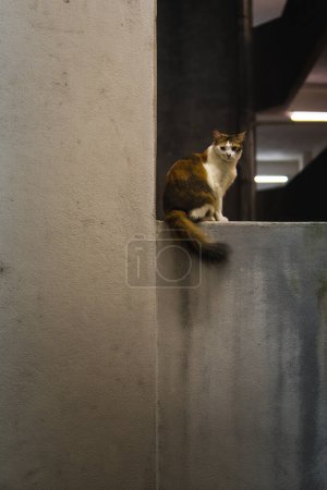 Calico Katze sitzt auf einem Wandsims. Nachts dunkel und schwach beleuchtet.